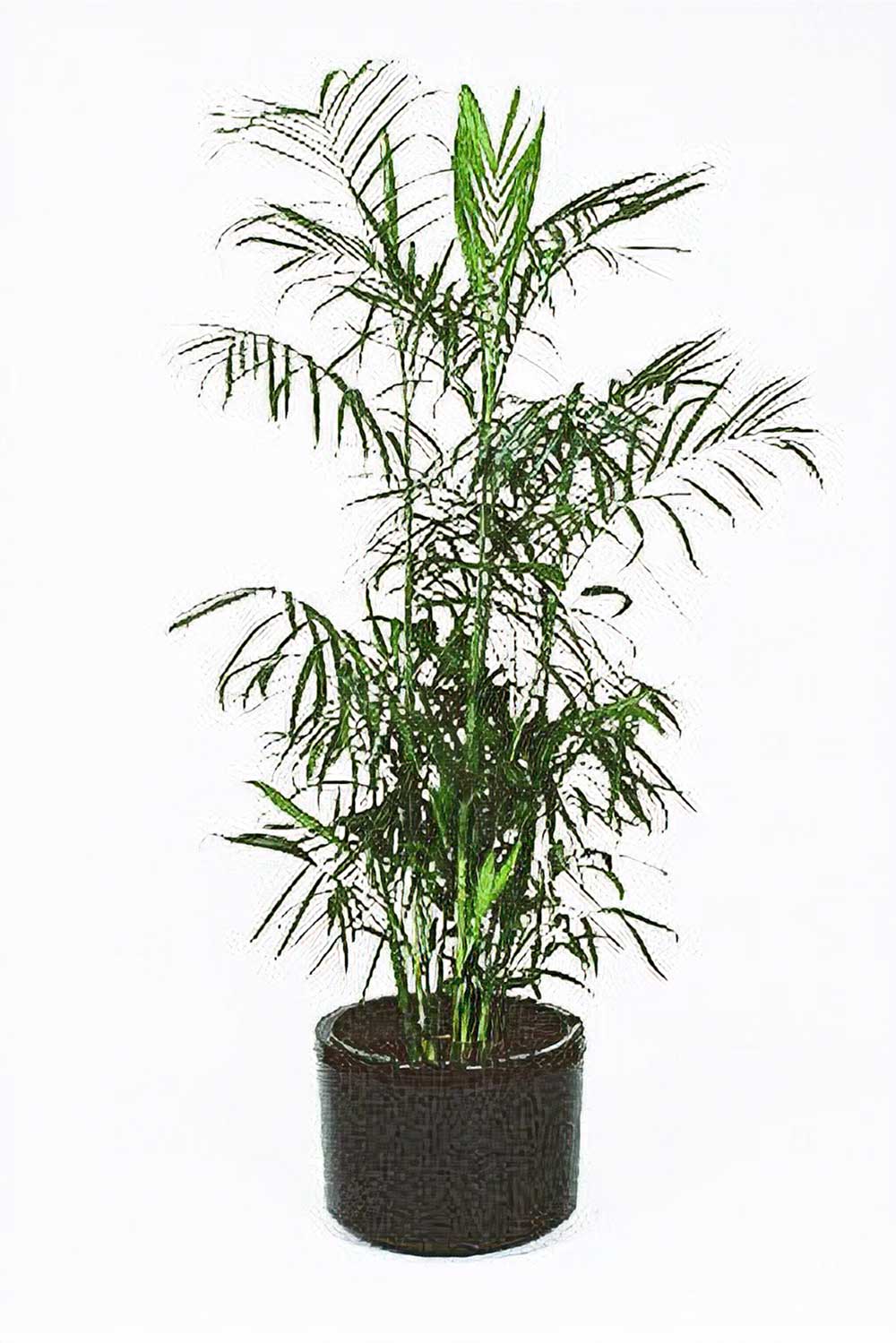 Illawarra Indoor Plant Hire, Bamboo Palm